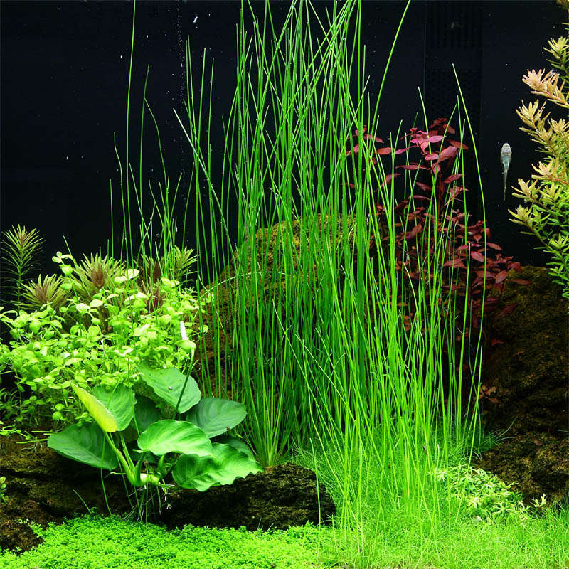 Quelle: https://www.aquarienpflanzen-shop.de/Eleocharis-montevidensis-Riesennadelsimse-von-Tropica